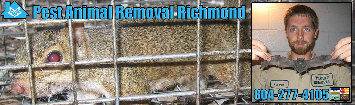 Richmond Wildlife and Animal Removal